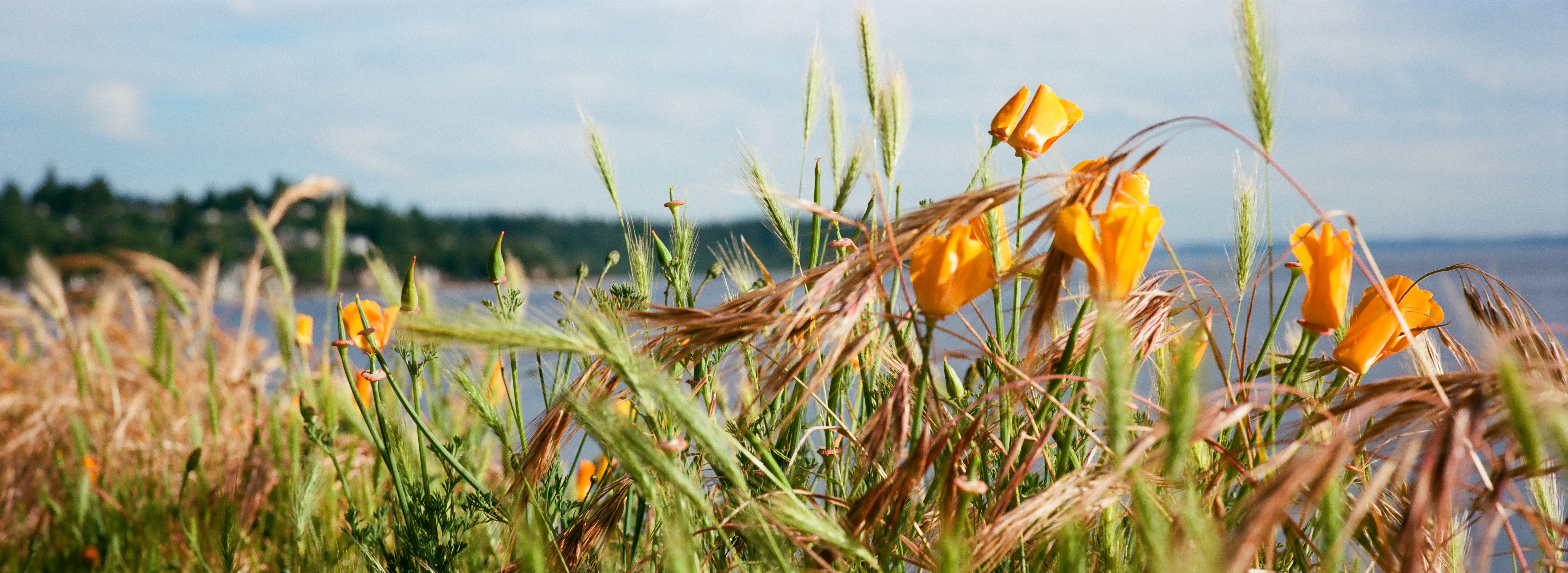 California Poppies in the afternoon sunlight, growing on the western shoreline of Seattle, Washington. In the background, a cloudy blue sky, and the vague outline of a tree-covered hill.