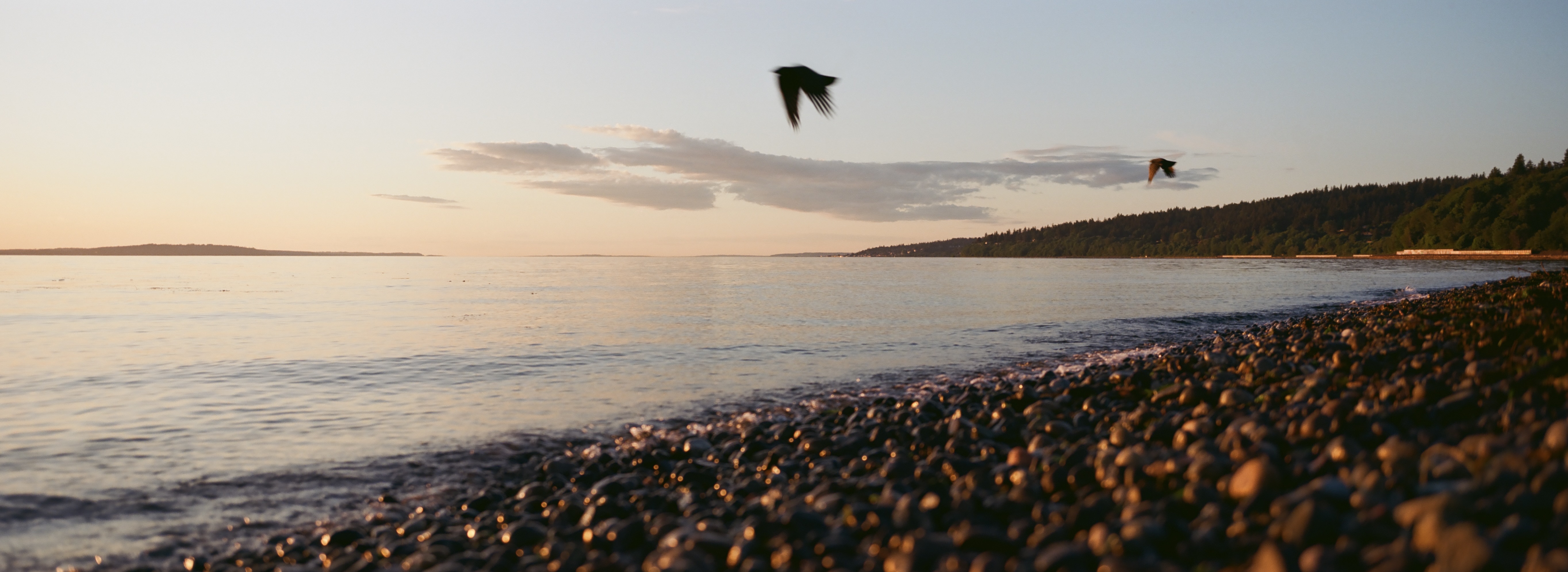 Two crows flying low over a pebble beach at sunset. A few soft clouds hang in the air, and gentle waves lap at the shoreline, as the water reflects the pastel yellows, peachy oranges, and soft robin's egg blues. In the background, a small hill with a treeline, and an island on the horizon.